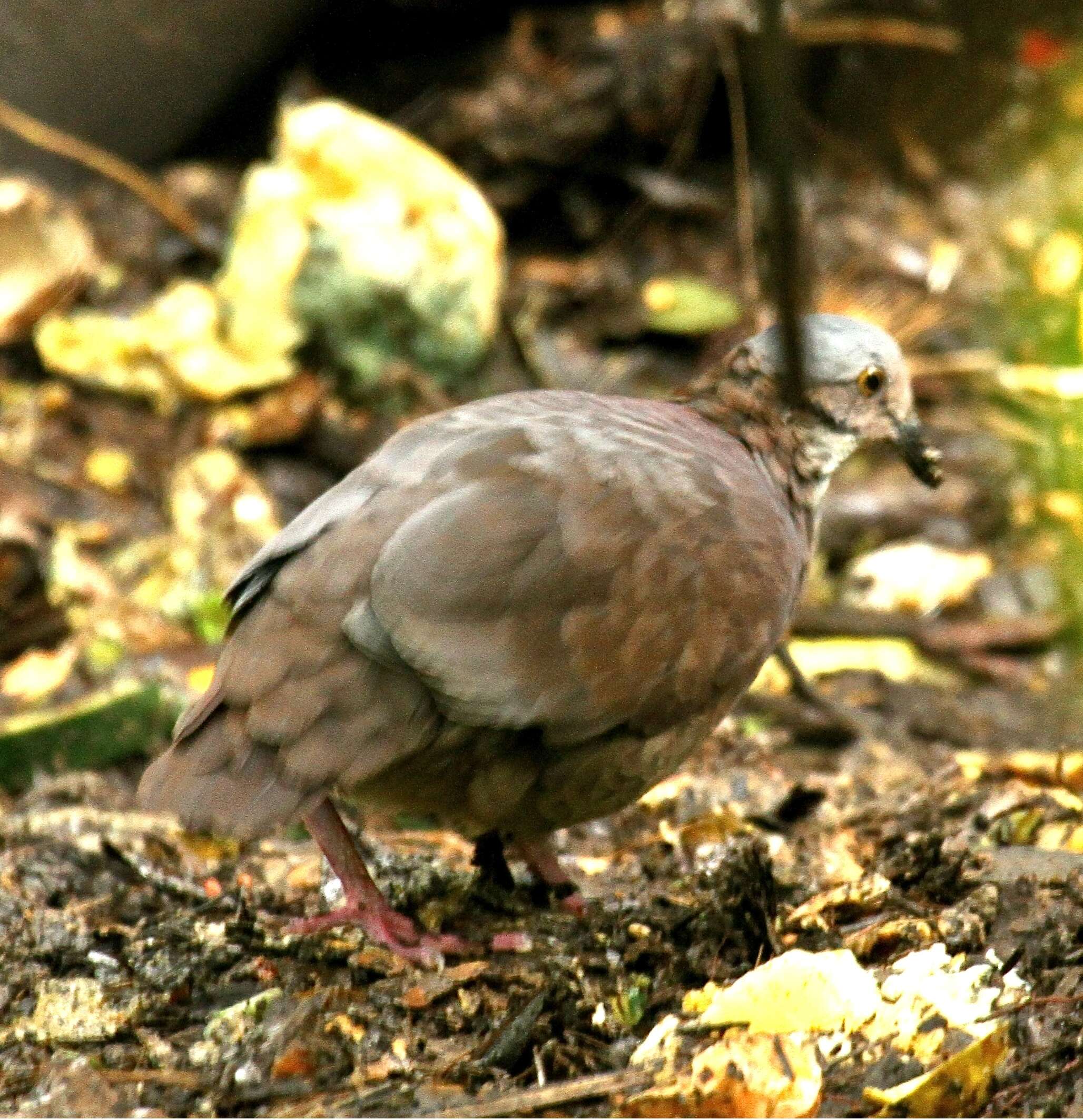 Image of White-throated Quail-Dove