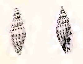 Antiguraleus adcocki (G. B. Sowerby Iii 1896) resmi