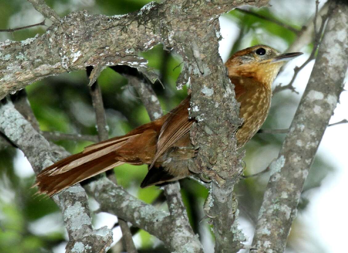 Imagem de Syndactyla ruficollis (Taczanowski 1884)