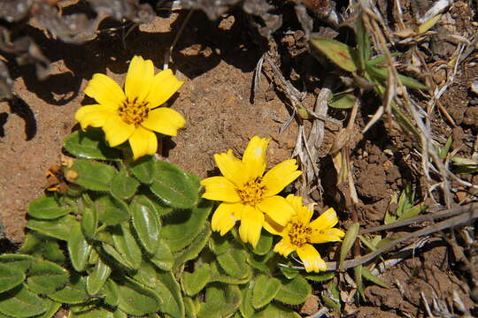 Image of Guizotia jacksonii (S. Moore) Baagoe