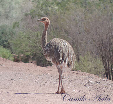 Image of rheas