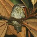 Image of Equatorial Graytail