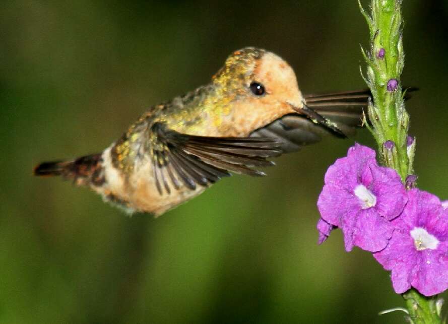 Image of Spangled Coquette