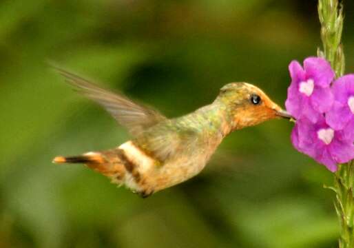 Image of Spangled Coquette