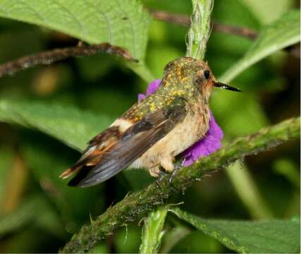 Image of Spangled Coquette