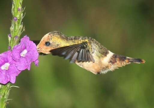 Lophornis stictolophus Salvin, Elliot & DG 1873 resmi