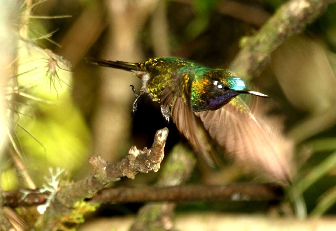 Image of Purple-throated Sunangel