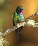 Image of Purple-throated Sunangel