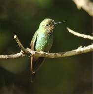 Image of Purple-throated Sunangel