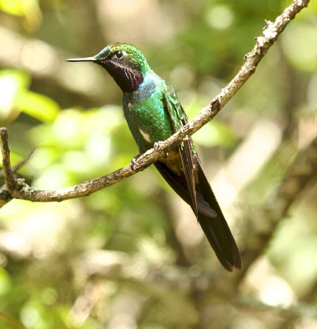 Image of Purple-throated Sunangel