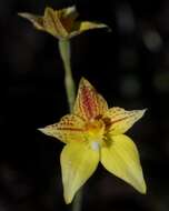 Image de Caladenia flava subsp. maculata Hopper & A. P. Br.