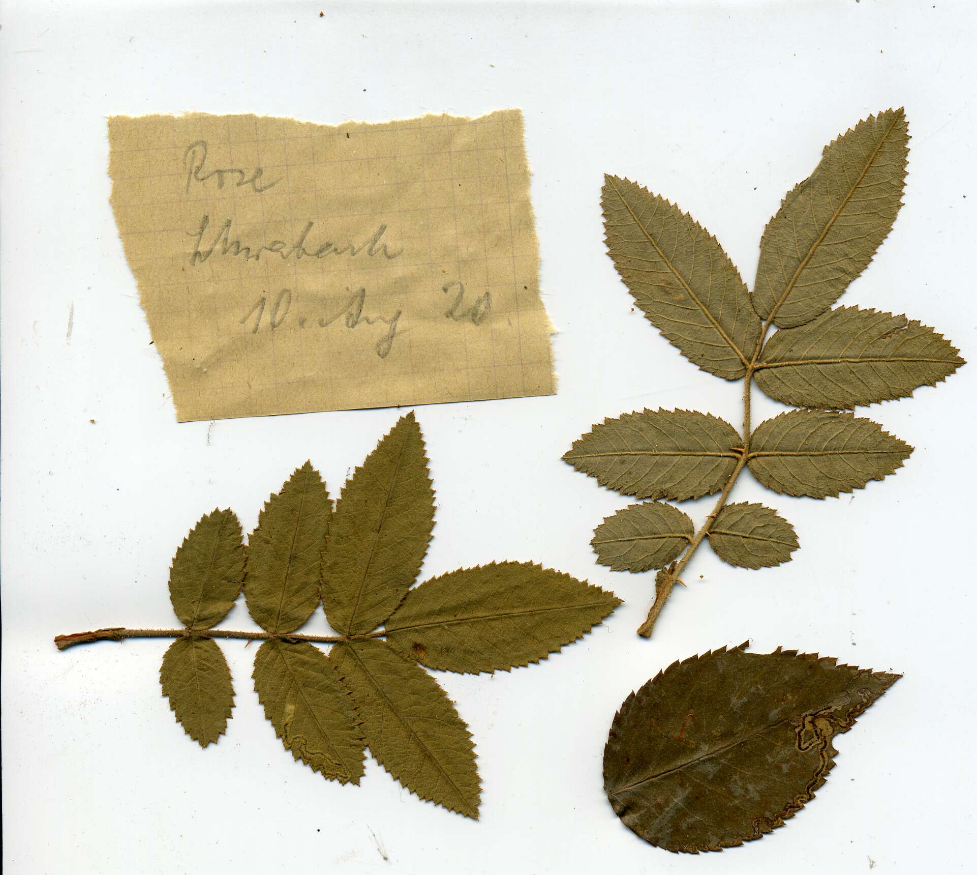 Sivun Stigmella centifoliella (Zeller 1848) Beirne 1945 kuva