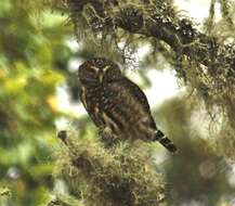 صورة Glaucidium bolivianum König & C 1991