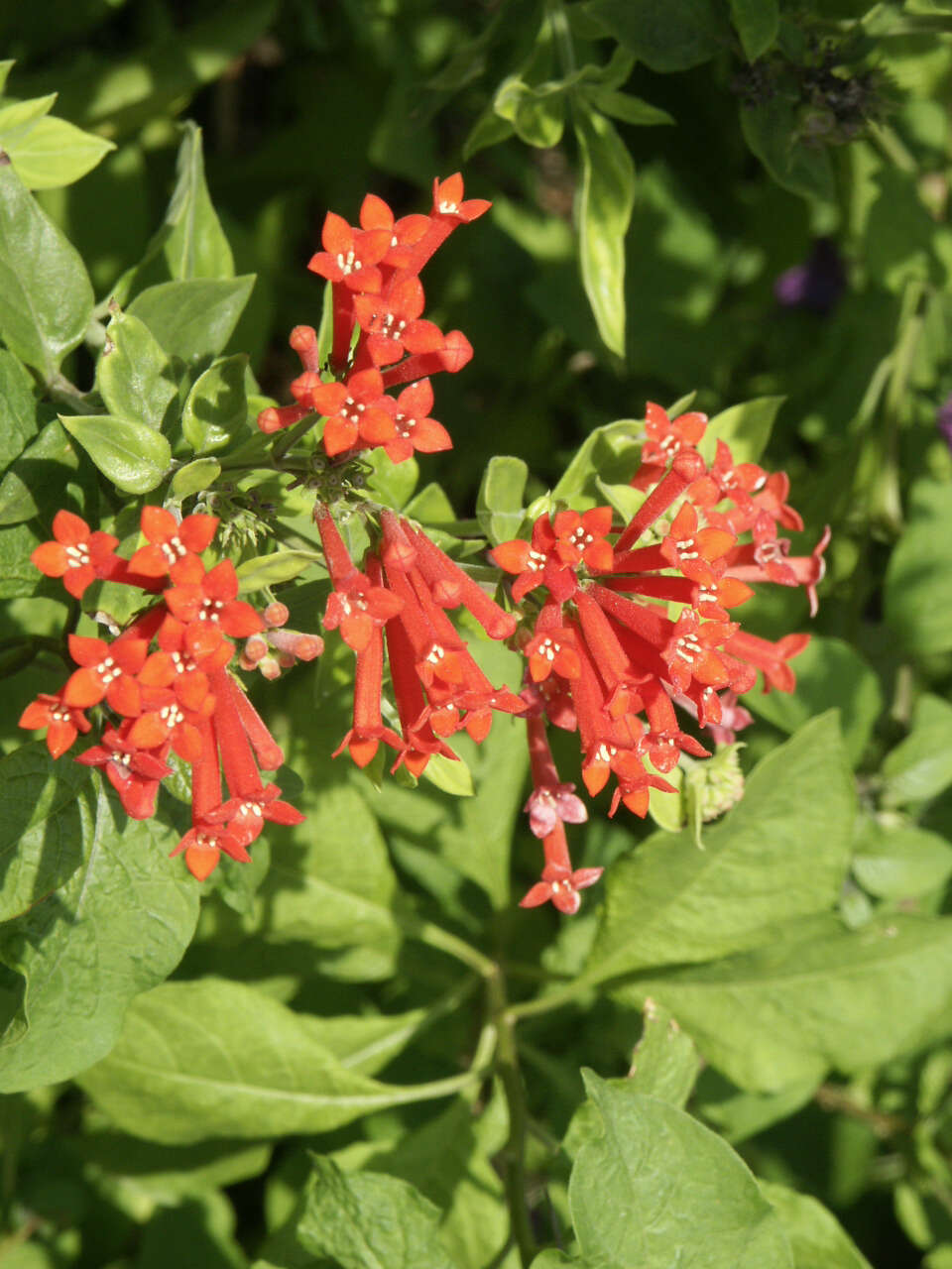 Plancia ëd Bouvardia ternifolia (Cav.) Schltdl.