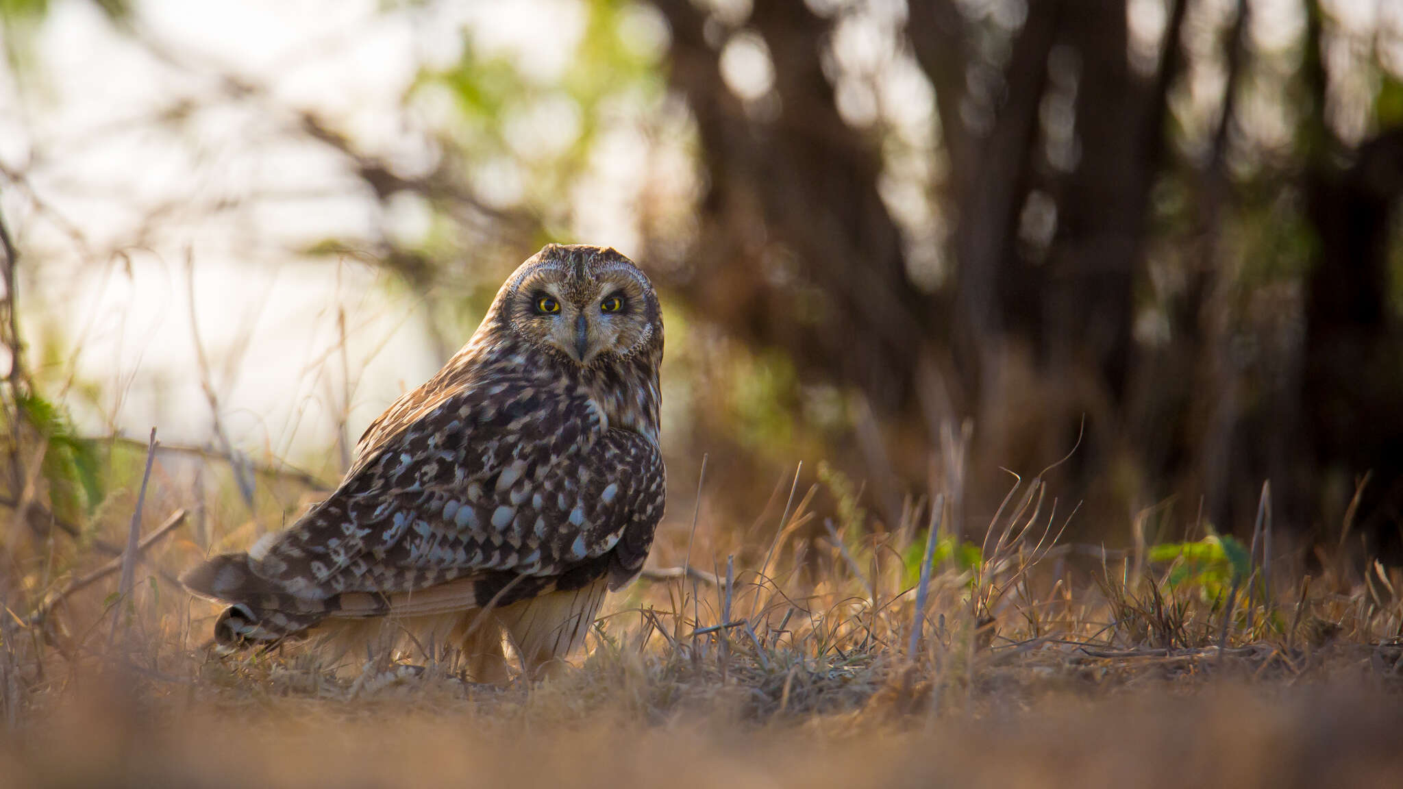 Image de Hibou des marais