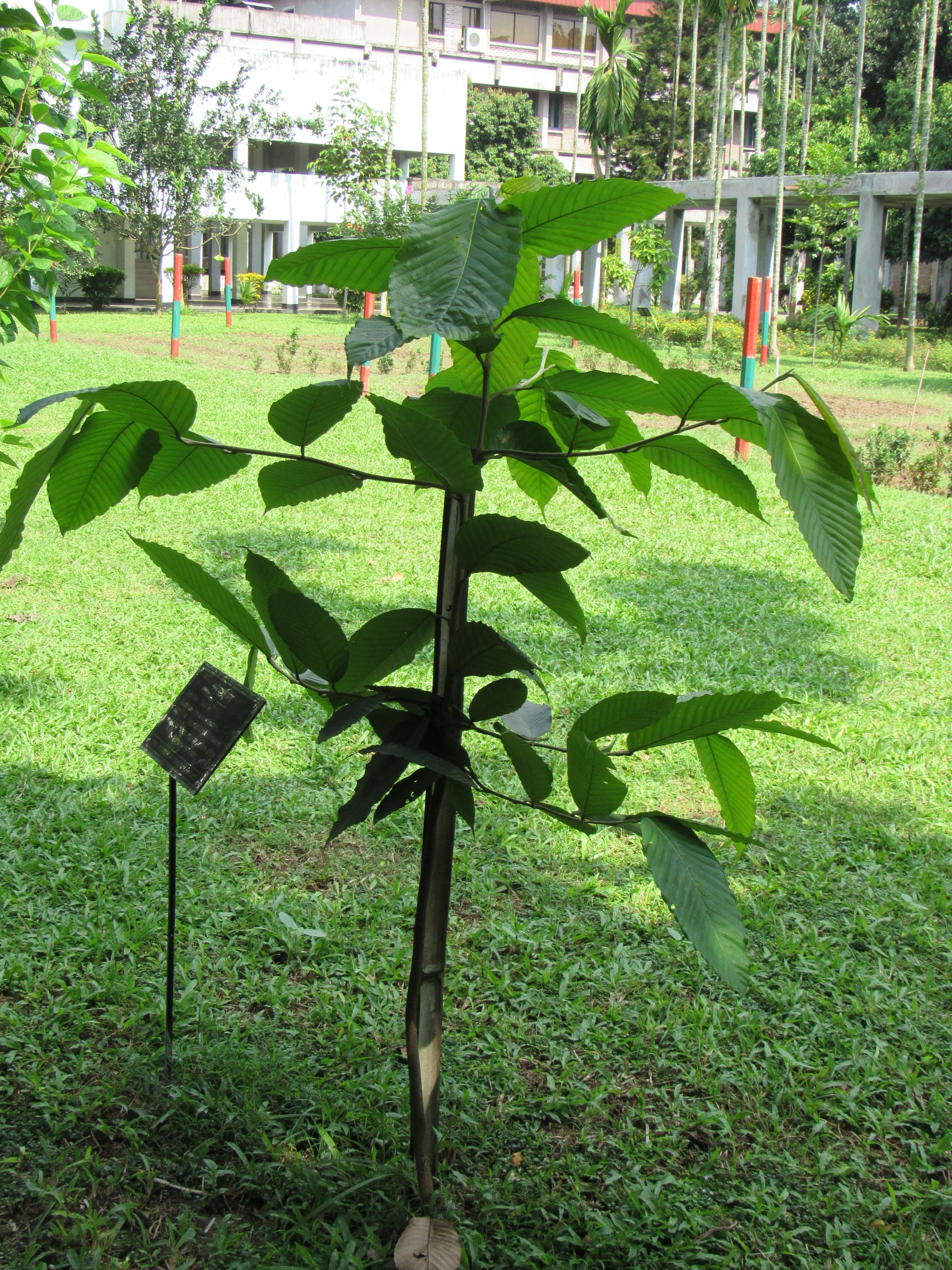 Imagem de Dipterocarpus turbinatus Gaertn. fil.