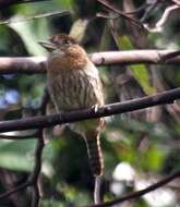 Image of Eastern Striolated Puffbird