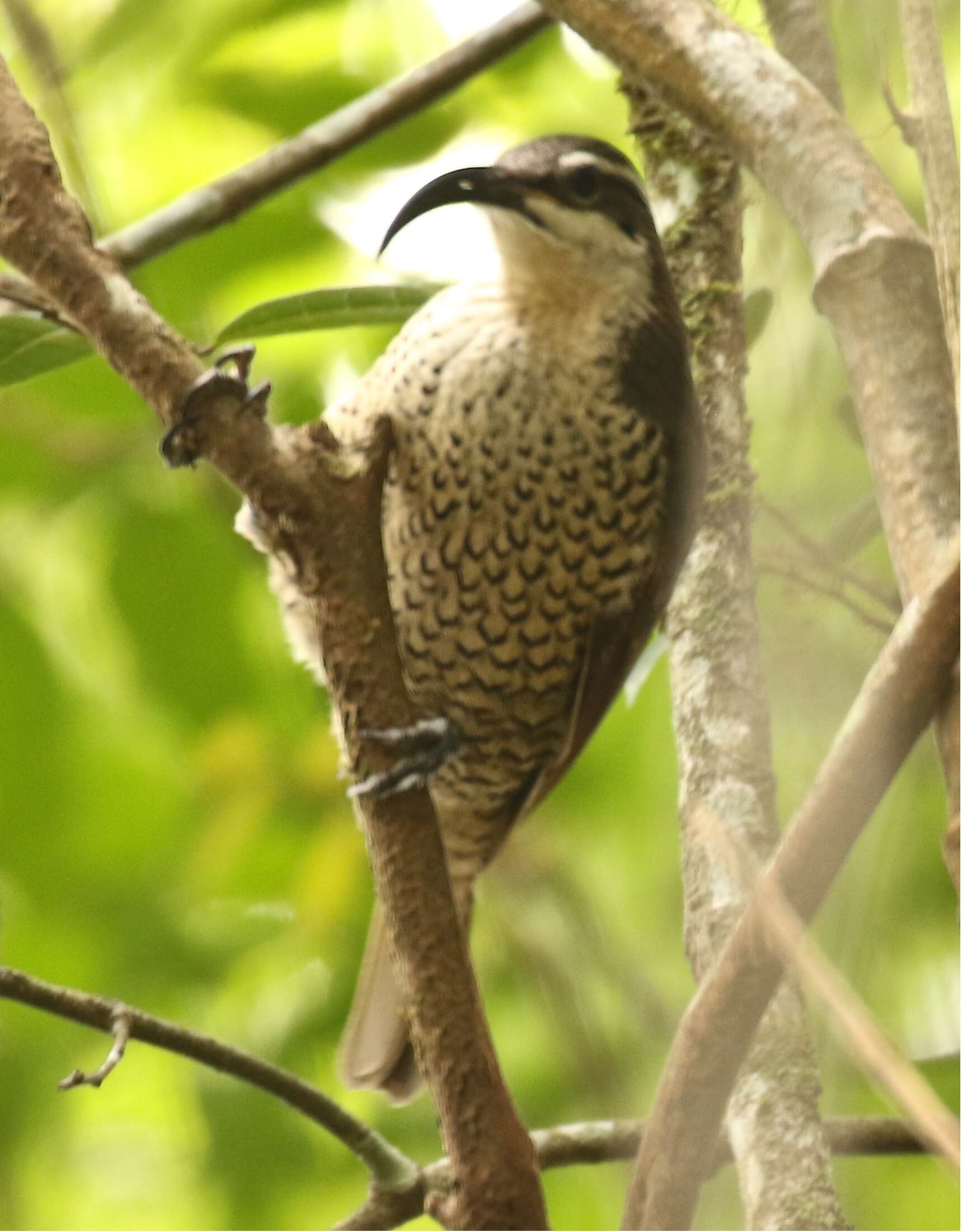 Image of Paradise Riflebird