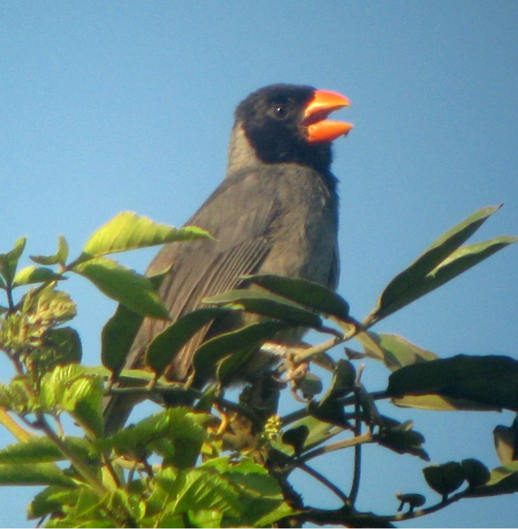 Image of Black-cowled Saltator