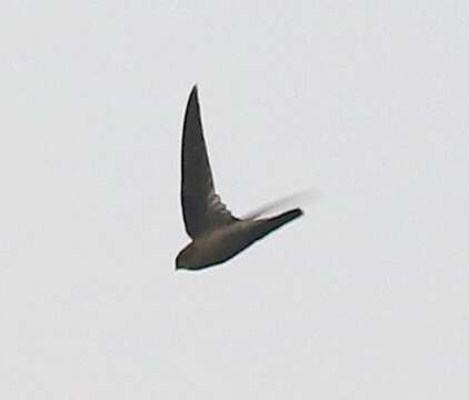 Image of Himalayan Swiftlet