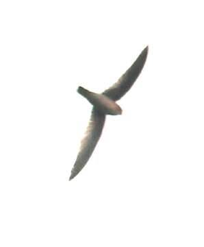 Image of Himalayan Swiftlet