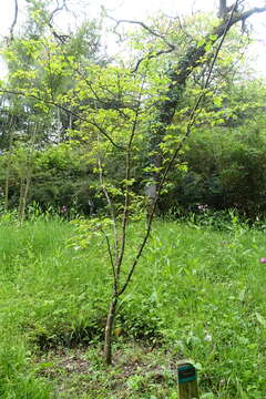 Image of cutleaf crab apple