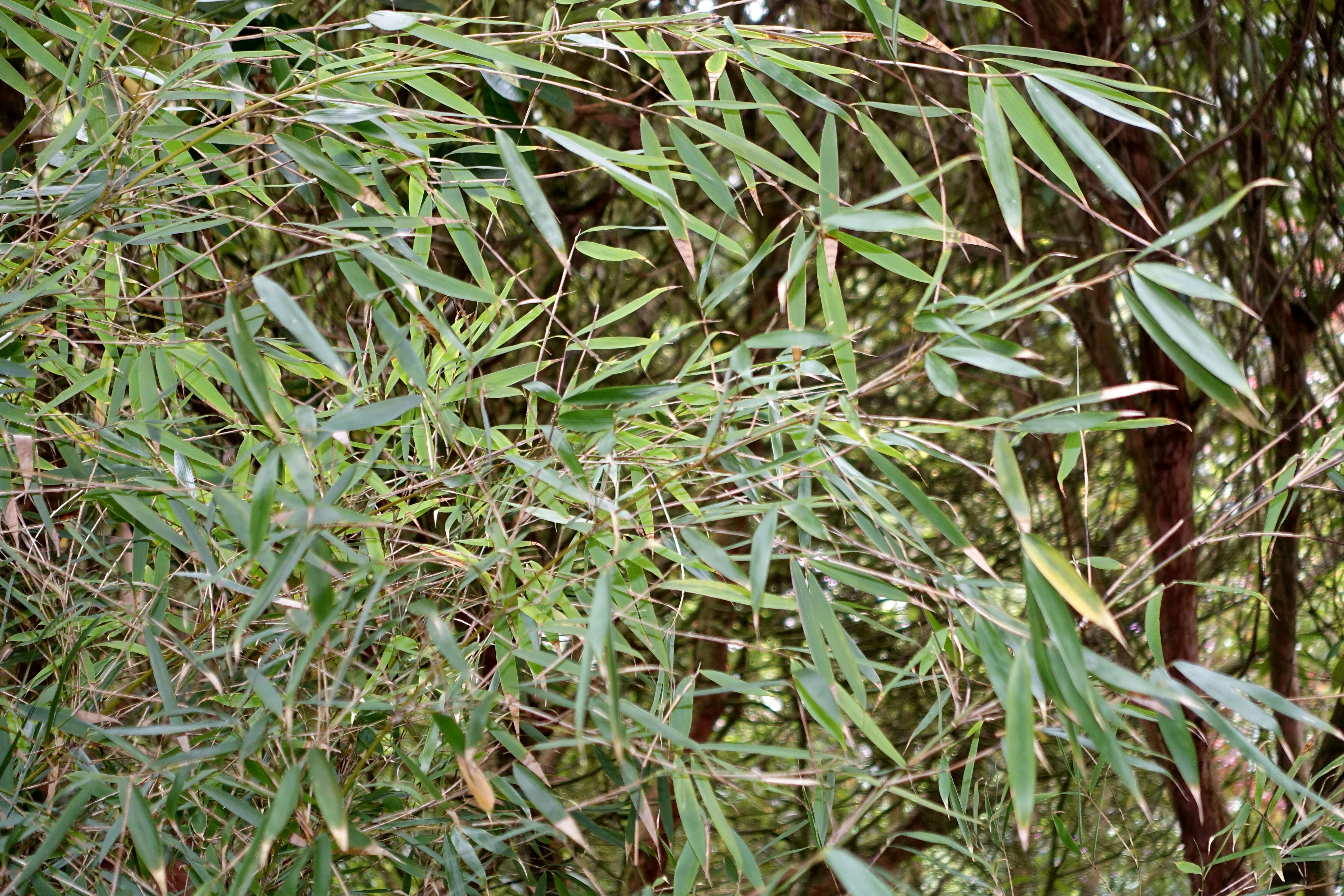 Image of Fargesia dracocephala T. P. Yi