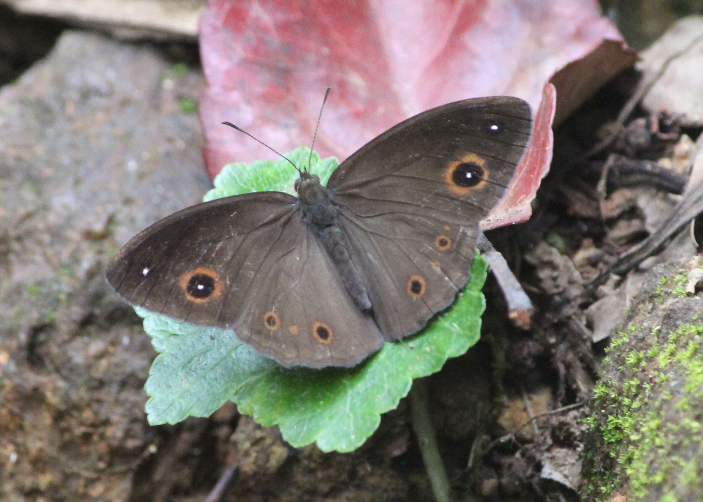 Image of Heteropsis adolphei