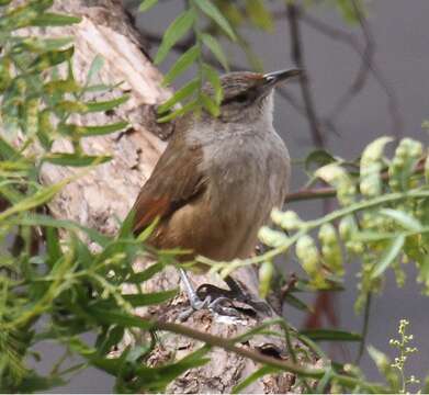 Image of Streak-fronted Thornbird