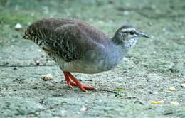 Image of Pale-browed Tinamou