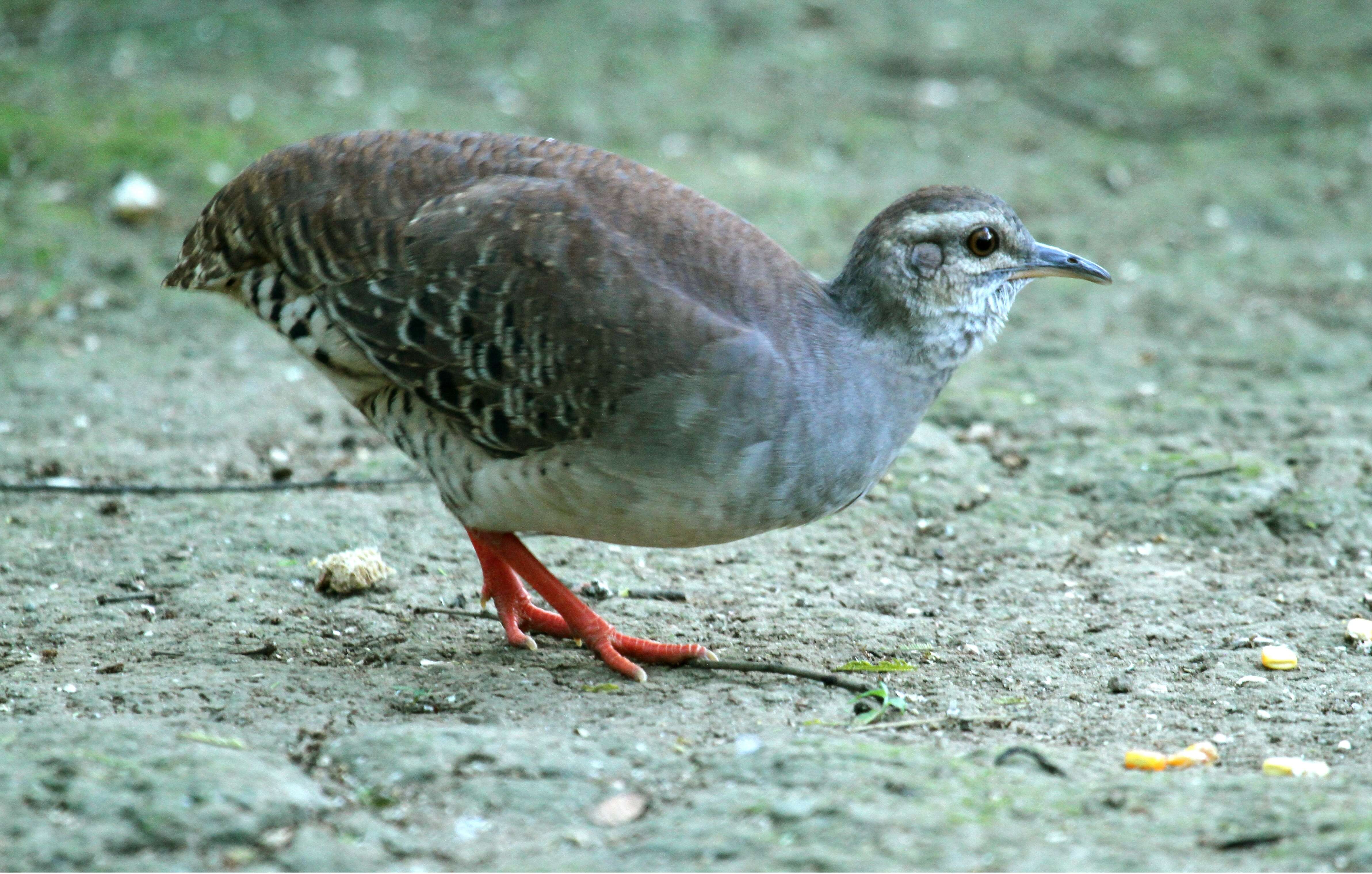 Image of Pale-browed Tinamou