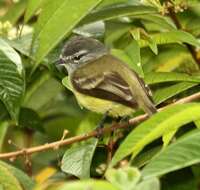 Image of Sooty-headed Tyrannulet