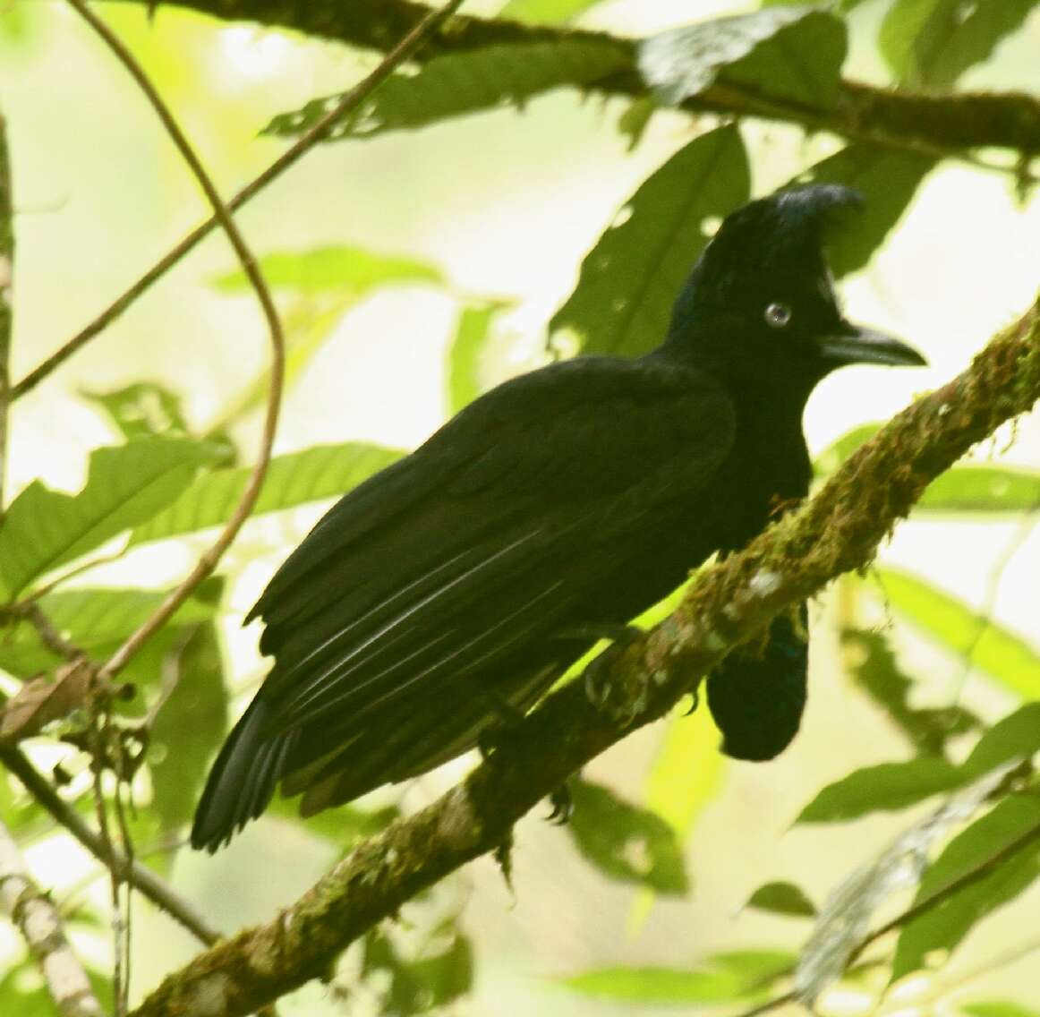 Image of Amazonian Umbrellabird