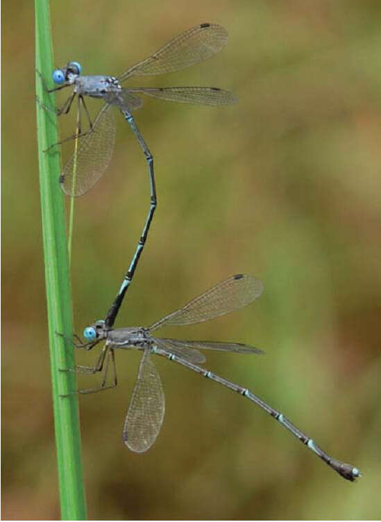 Слика од Lestes praemorsus Hagen ex Selys 1862