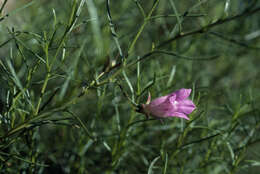 Imagem de Eremophila granitica S. Moore