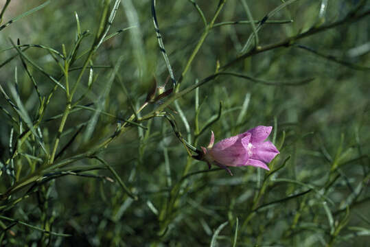 Image of Eremophila granitica S. Moore