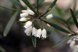 Image of Eremophila saligna (S. Moore) C. A. Gardner