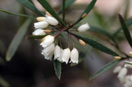 Eremophila saligna (S. Moore) C. A. Gardner resmi