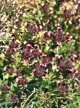 Imagem de Parentucellia latifolia (L.) Caruel