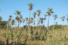 Image de Colpothrinax wrightii Schaedtler