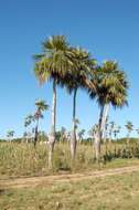 Image de Colpothrinax wrightii Schaedtler