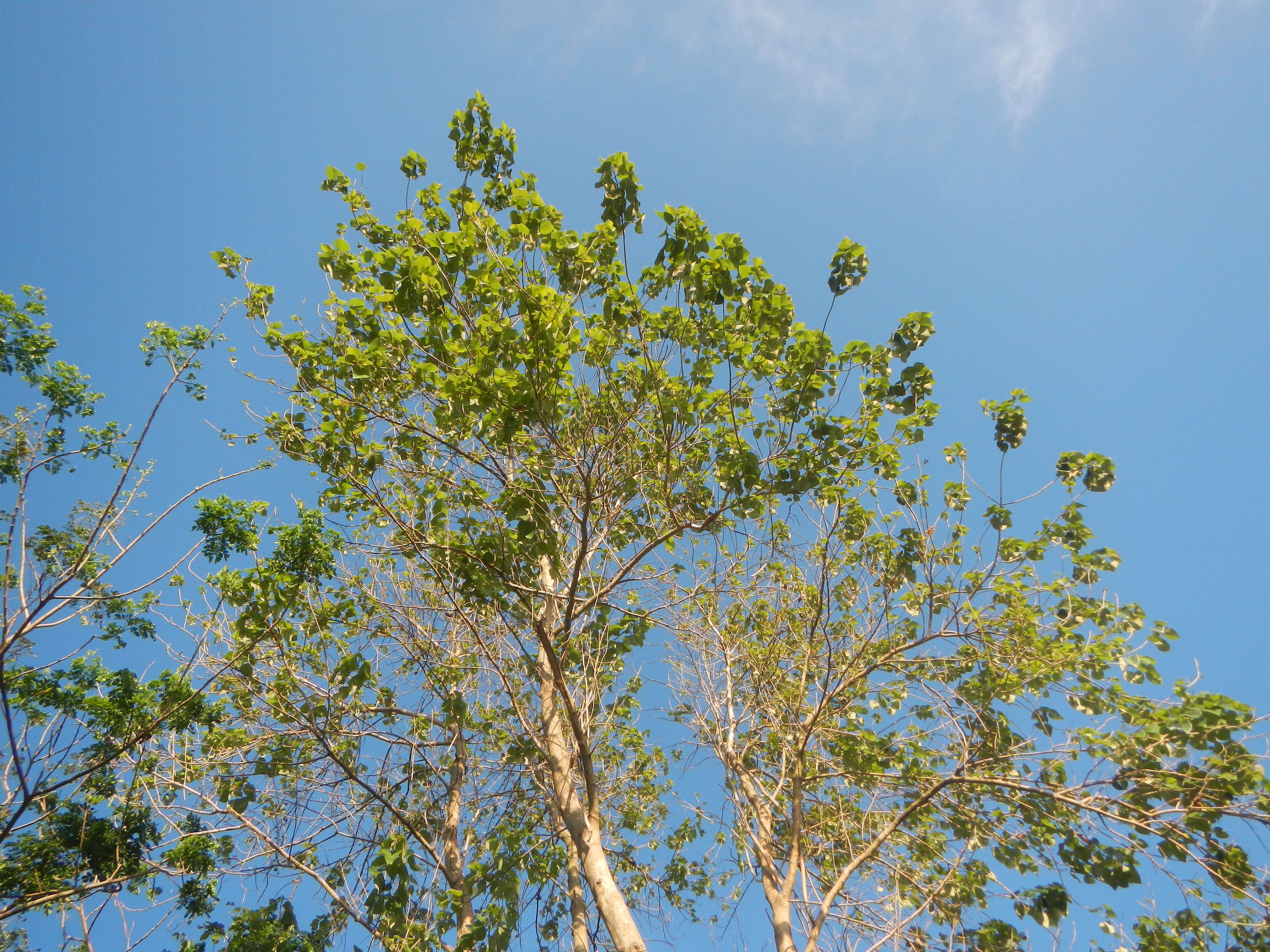 Image of wild sage