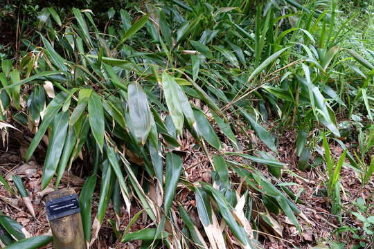 Image of Indocalamus tessellatus (Munro) Keng fil.