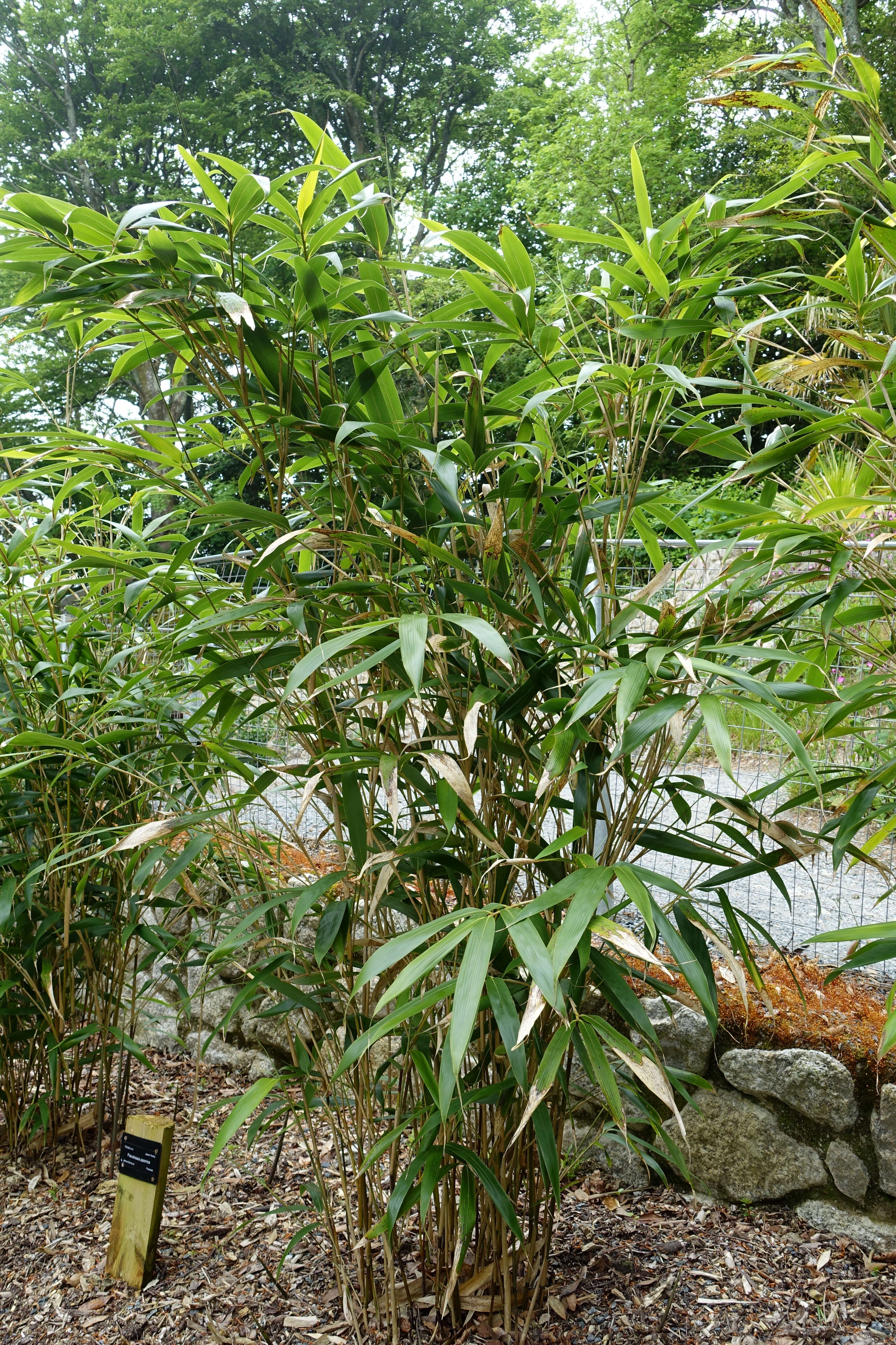 Image of arrow bamboo