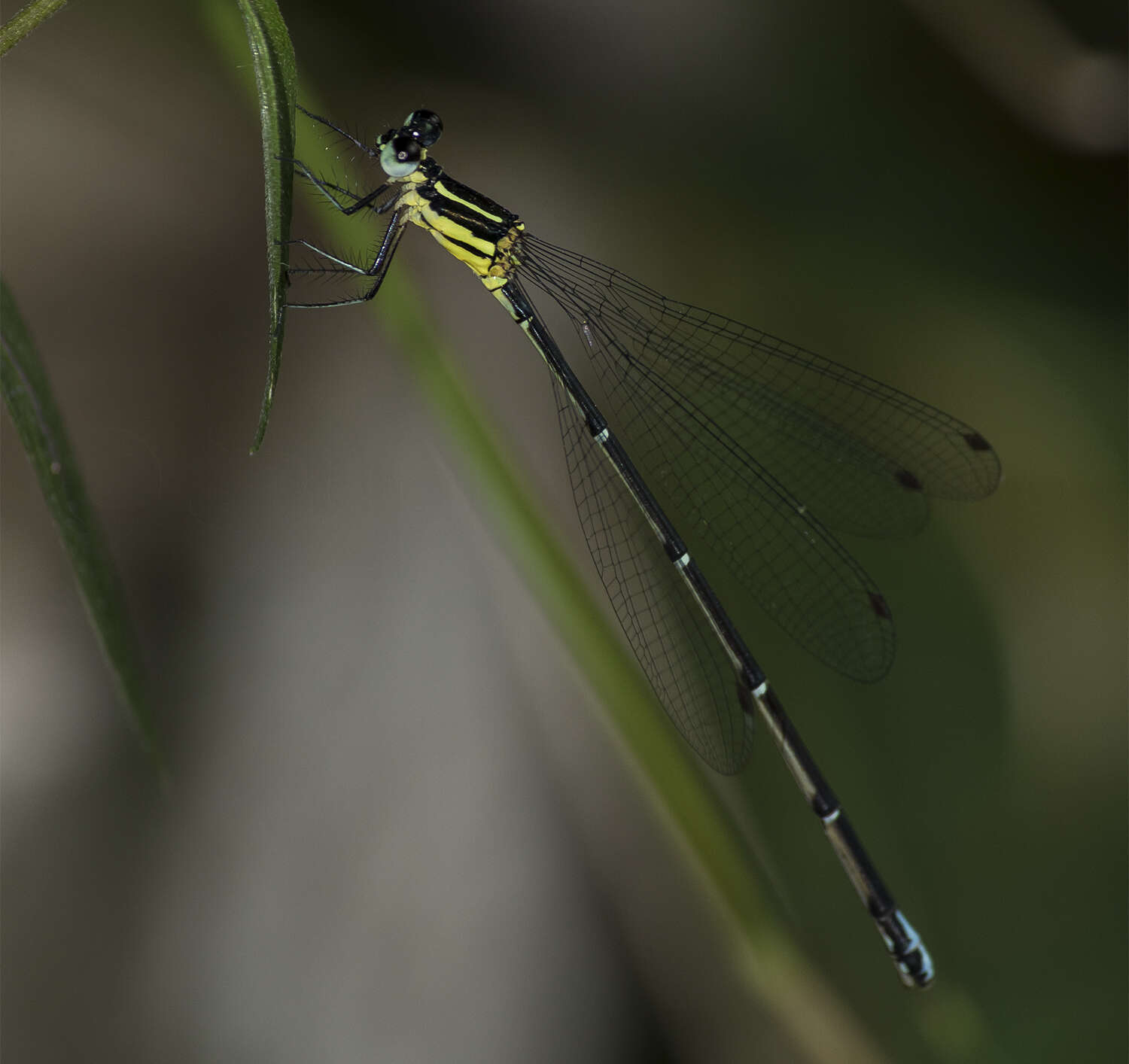 Image of Caconeura ramburi (Fraser 1922)