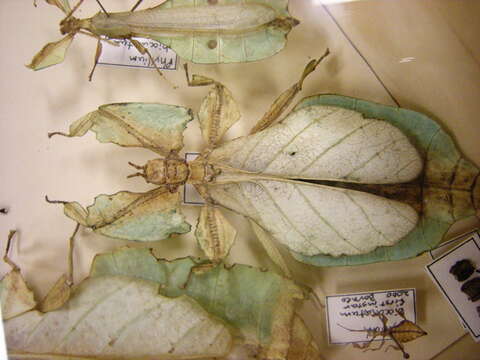 Image of Leaf insects