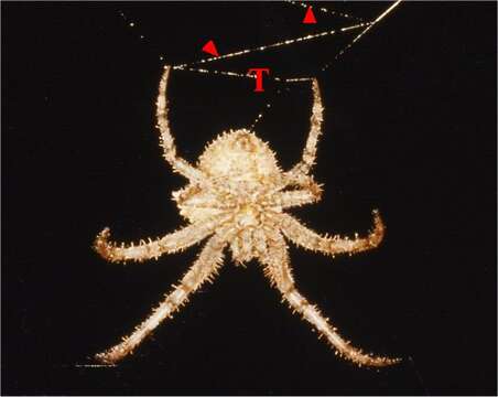 Image of Frilled Orbweavers