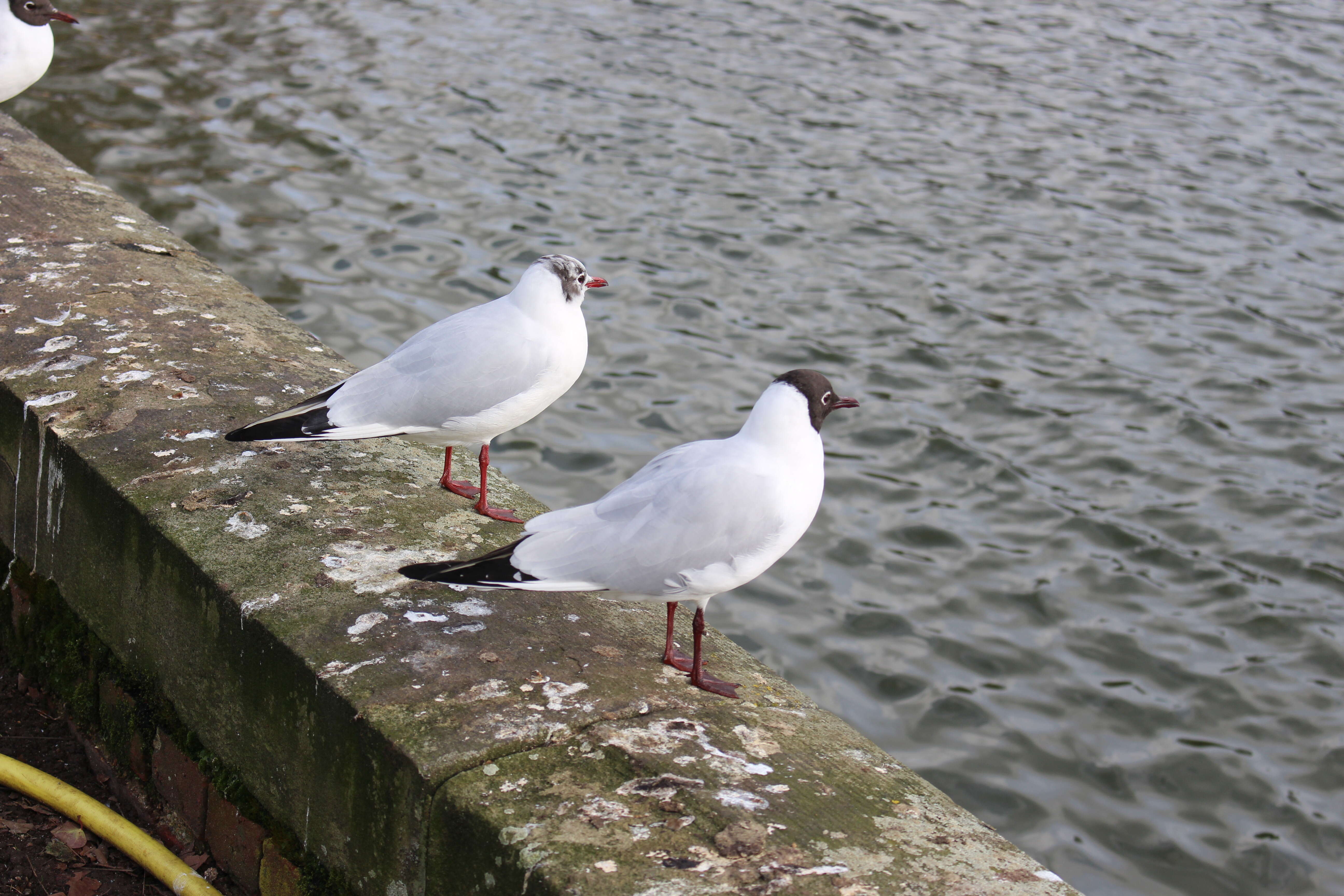 Image of Black-headed Gull