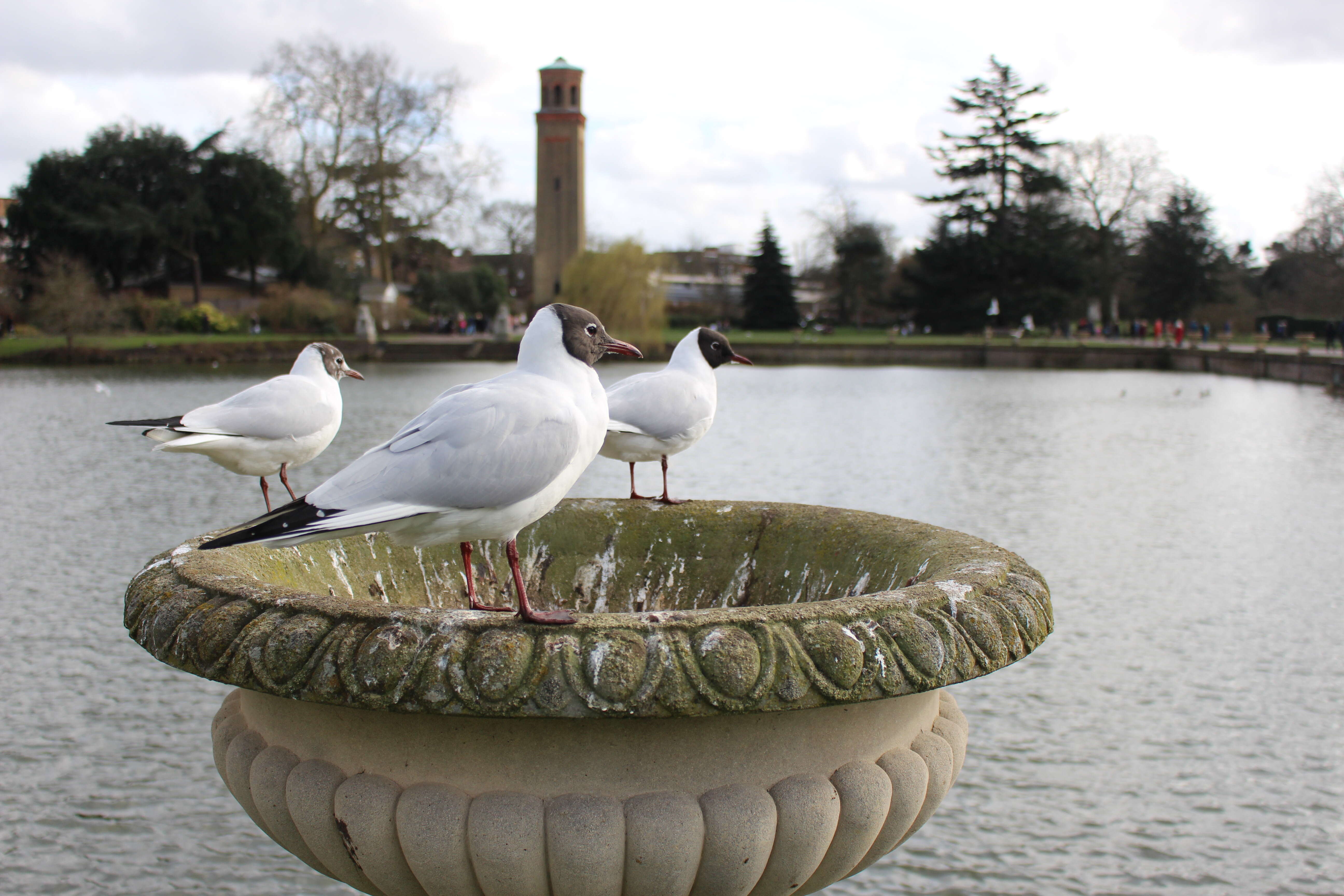 Image of Black-headed Gull