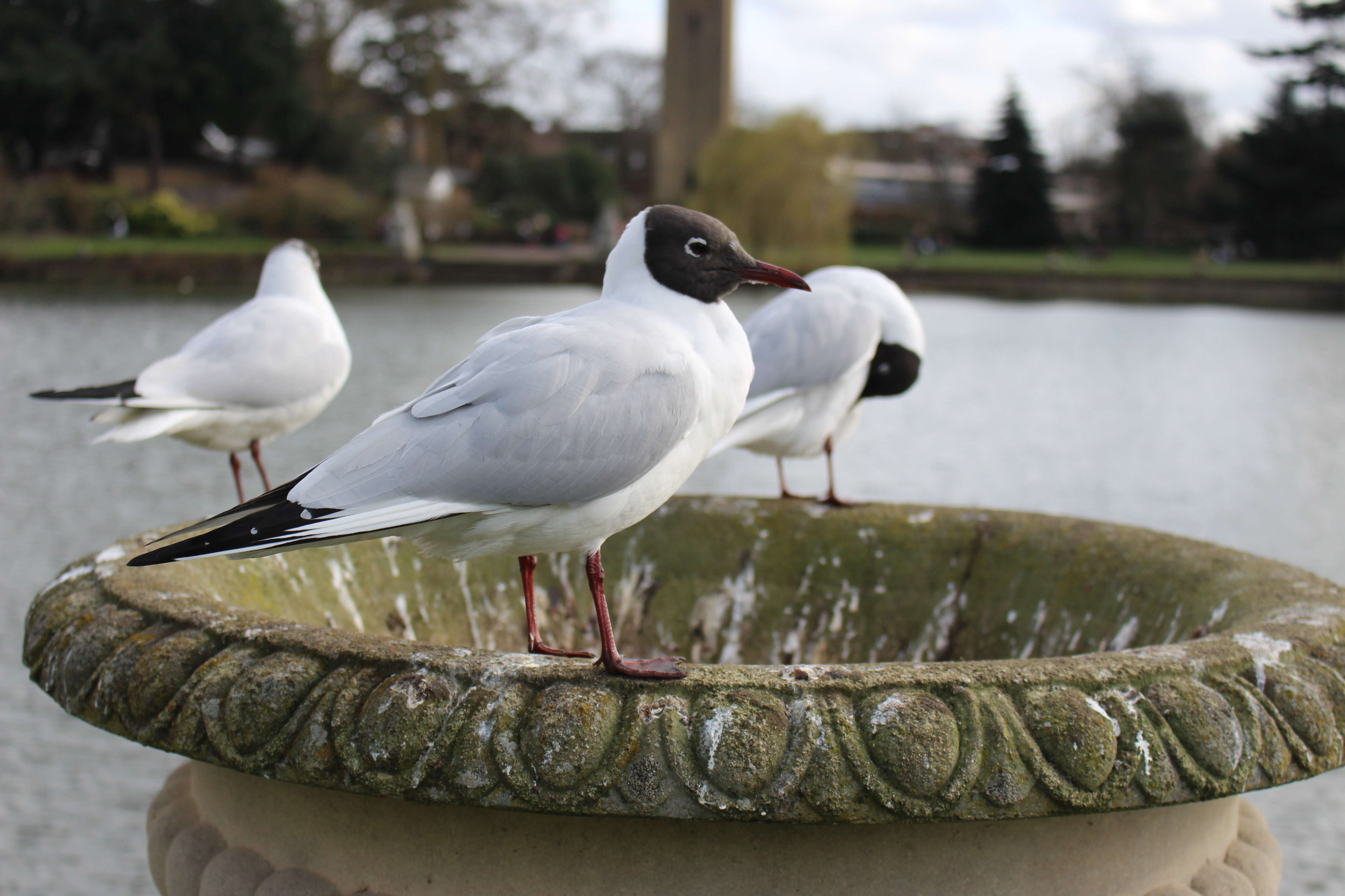 Image of Black-headed Gull